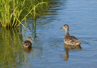 Mother and small duckling are swimming for food at the pond in the park in Russia.