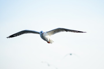 Seagulls are flying in the sky in the sea and looking for food,flying action bird.