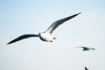 Seagulls are flying in the sky in the sea and looking for food,flying action bird.
