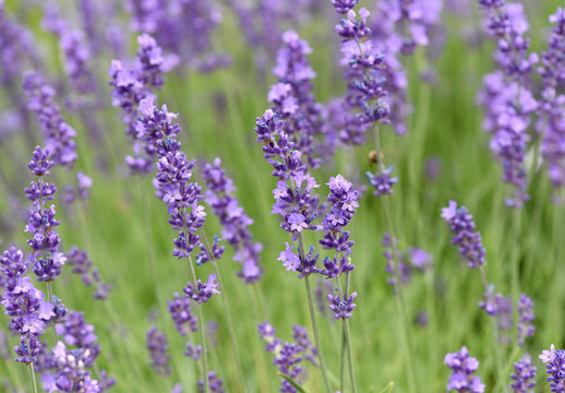 Lavendel, Lavendula, angustifolia