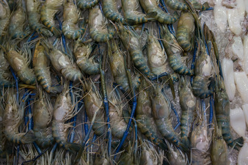 Macrobrachium rosenbergii palaemonid, giant river prawn or giant freshwater shrimp