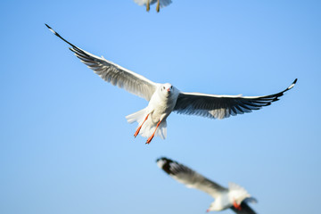Seagulls are flying in the sky in the sea and looking for food,flying action bird.