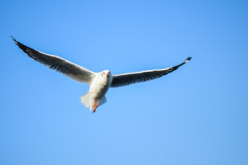 Seagulls are flying in the sky in the sea and looking for food,flying action bird.