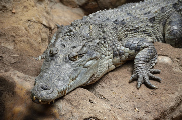 Big Crocodile Resting After Eating