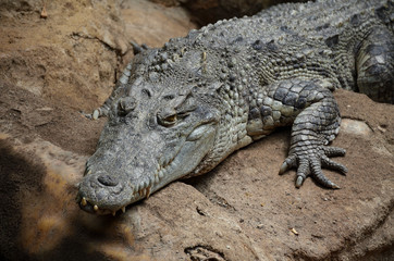 Big Crocodile Resting After Eating