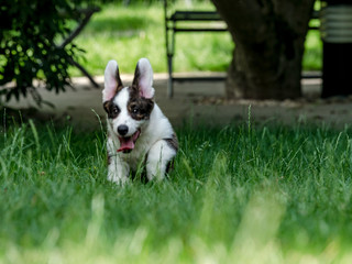 Beautiful brown young corgi dog playing in the green grass