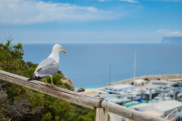 Seagull on the background of the city.