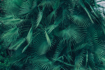 Palm tree leaves.
