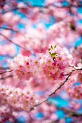 Sakura Flowers Background with Blue Sky