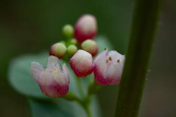 macro photo of small pink flowers