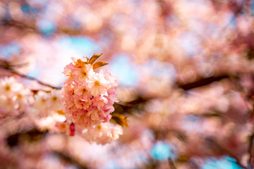 Sakura Flowers Background with Blue Sky