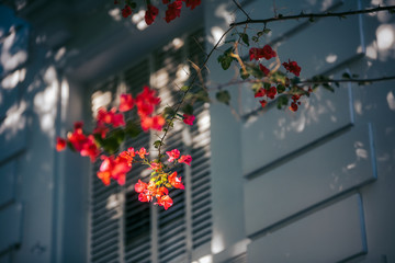 flowers on the wall