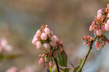Blueberry Tree and Pink Flower