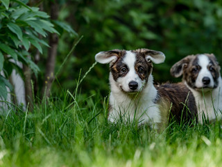 Two beautiful brown young corgi dogs playing in the green grass