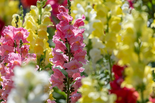 Colorful flower of Snapdragon, Antirrhinum majus, Closeup