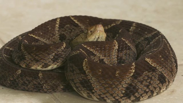 Extreme close-up  low-angle still shot of a coiled Fer-de-lance snake (Bothrops asper) on a tiled  floor at a snake park, Costa Rica, Central America