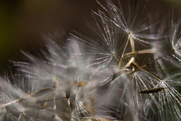 macro photo of a dandelion with the petals