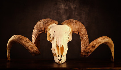 Old lamb skull with big curved horns on the wooden table with dark background