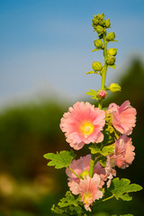 Closeup Blossom Hollyhock Flower in the Garden.