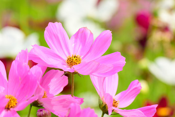 Fototapeta premium Closeup and Selective Focus Pink Cosmos Flower to see the beautiful colors for wallpapers and backgrounds.