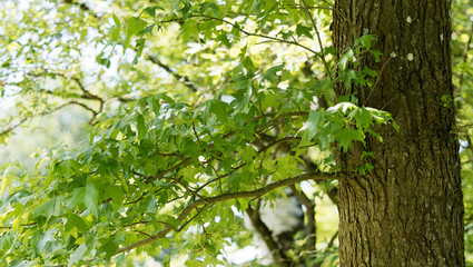 Fototapeta premium Liquidambar styraciflua or American sweetgum, remarkable tree, common hardwoods with summer foliage