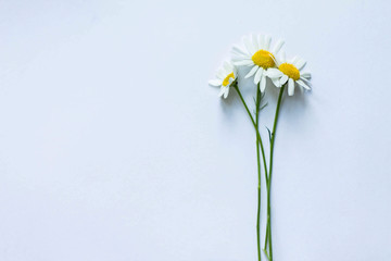 flowers on white background