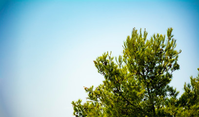 Pine or evergreen coniferous tree against clear blue background banner copy space