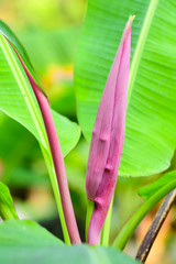 Closeup Banana Bud or Banana Flower in the garden.Is beautiful and has high nutritional value.