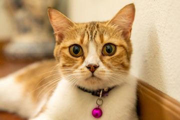 Closeup portrait of a beautiful cat