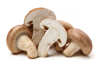 Shiitake mushroom on the White background 