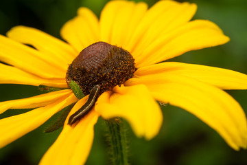 Catepillar on Black Eyed Susan