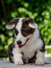 Beautiful brown young corgi dog playing in the green grass