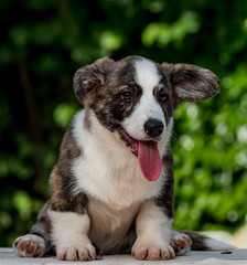 Beautiful brown young corgi dog playing in the green grass