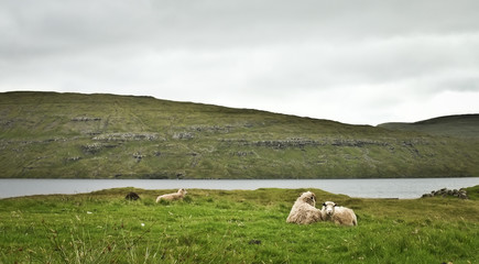 Several beige sheeps are resting in the grass, long grey river in the middle, green grass shore with rocks and stones behind it, cloudy sky in the background; Faroe Islands