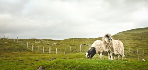 Several sheeps resting in the grass, Faroe Islands; the one to the left eating herbs, one to the right looking aside, fence with wooden planks between hills in the background;