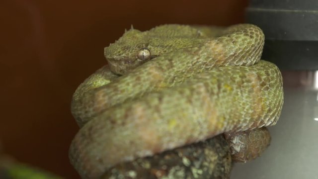 Extreme close-up low-angle tracking focus still shot of coiled venomous Fer-de-lance ( Bothrops asper ) tropical rainforest snake at a snake park, Costa Rica,  Central America