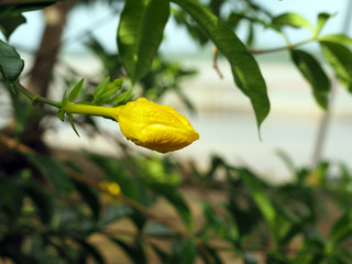 Obraz premium Blossoming wild Golden Alamanda Yellow Bell flower with raindrops in tropical Suriname South-America