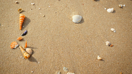 Seashell on tropical clear sand beach.