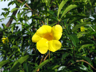 Wild Golden Alamanda Yellow Bell tree with flowers in tropical Suriname South-America