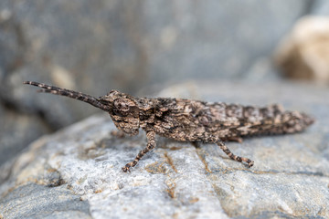 Mottled camouflaged grasshopper, Orthoptera, on rock