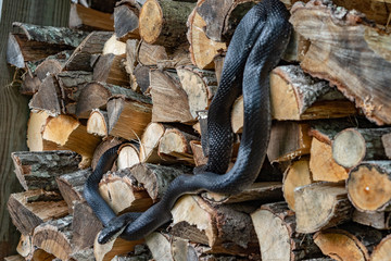 A beautiful black rat snake curled up on a pile of  split logs