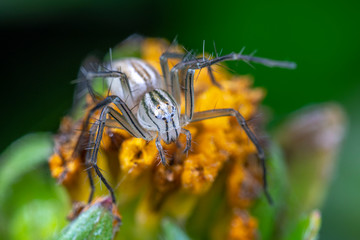 Oxyopes papuanus, the northern lynx spider, hunting on a flower
