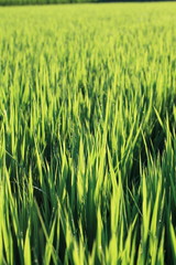 Obraz premium 早朝の稲と水滴