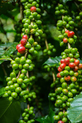 Yellow ,Red and Green coffee beans are on the Coffee tree,Organic Coffee.
