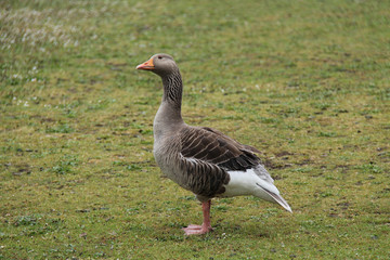 Naklejka na ściany i meble An Adult Greylag Goose Bird on a Grassy Field Meadow.