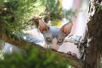 Portrait of cat sphinx without hair in the garden
