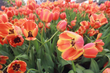  Tulips bloom in the garden