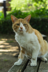 野良猫の眼差し