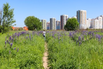 Boy walking in the field of flowers 