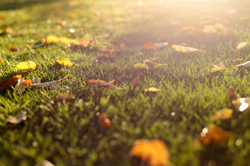 夕日の芝生と落ち葉